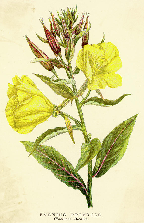 581x900 oenothera biennis or evening primrose drawing - Primrose Drawing