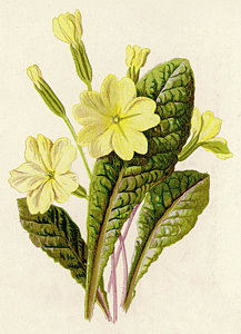 217x300 primrose date drawing - Primrose Drawing