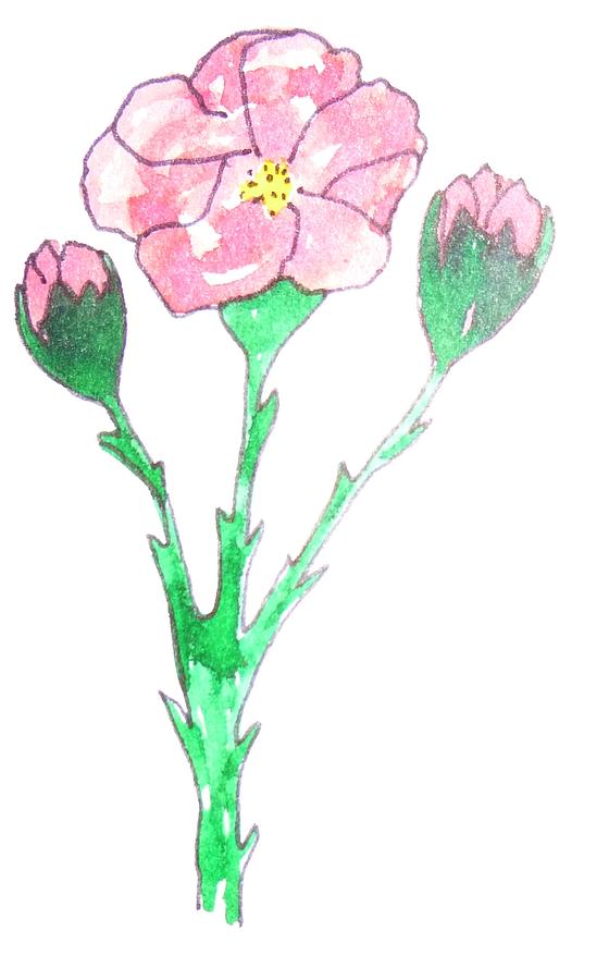 560x900 primrose drawing - Primrose Drawing