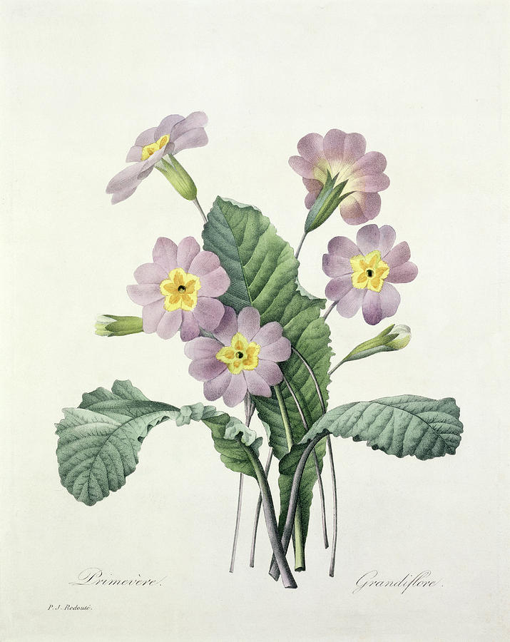 715x900 primrose drawing - Primrose Drawing