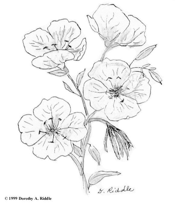 Primrose Drawing at PaintingValley.com | Explore collection of Primrose ...
