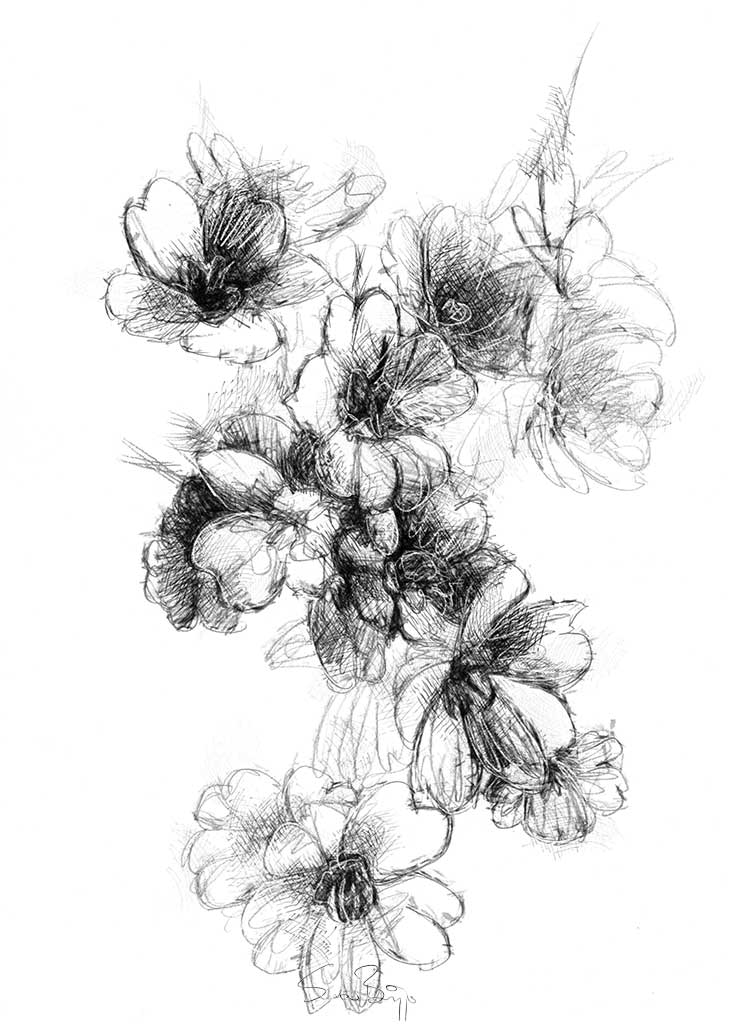 730x1024 primroses seanbriggs - Primrose Drawing