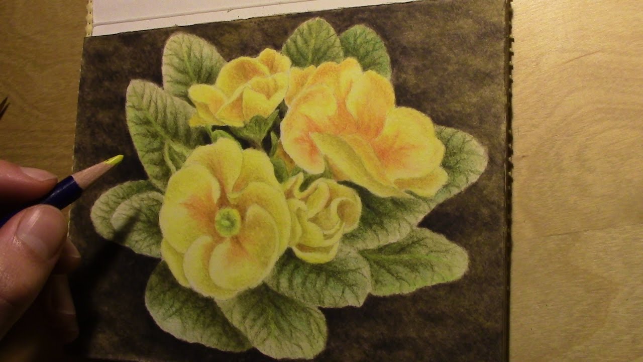 1280x720 drawing a primrose with inktense pencils - Primrose Drawing