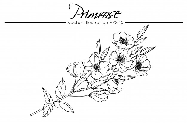 626x417 drawing primrose flowers vector premium download - Primrose Drawing