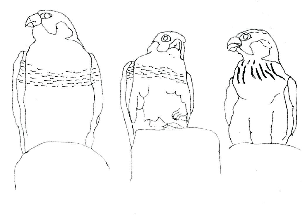 1049x735 Coloring Pages To Print Emoji For Kids Disney Peregrine Falcon - Printable Drawing Pages