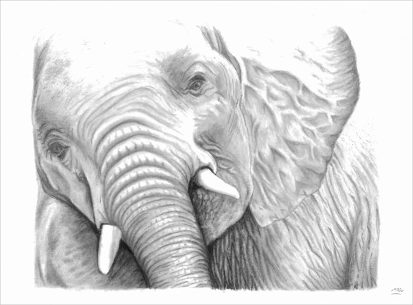 585x433 Elephant Drawings Free Printable, Png Format Download - Printable Drawing Pictures