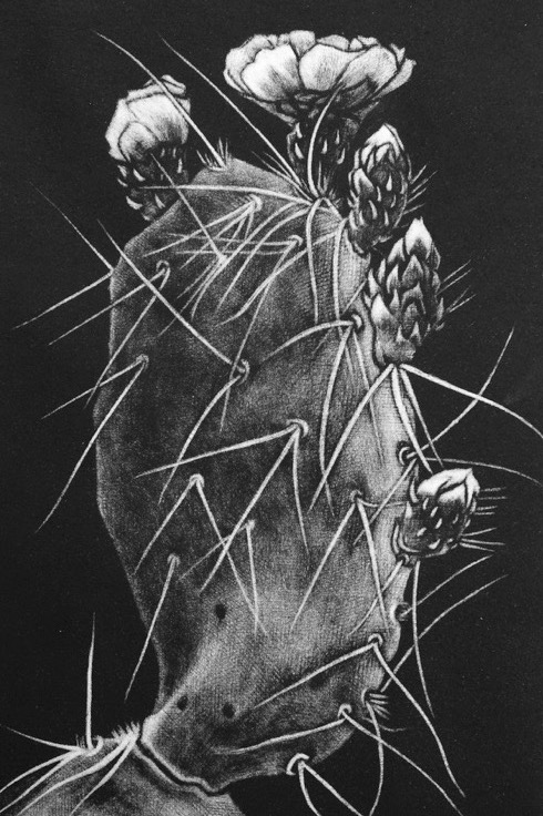 490x736 The Art Of Mezzotint Printmaking - Printmaking Drawing
