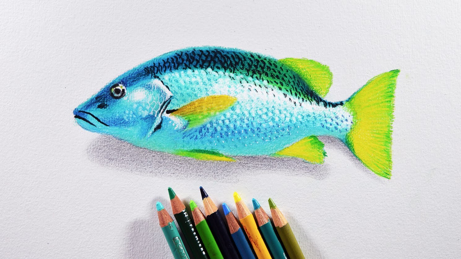 Цветные рыбы рисование