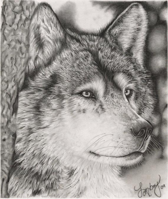 570x675 graphite wolf drawing professional giclee print order yours etsy - Professional Drawing