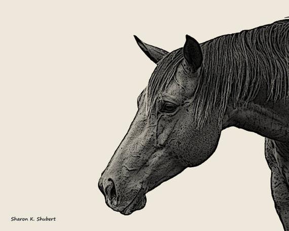 570x456 horse profile drawing art x print etsy - Profile Drawing