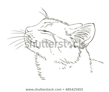 450x380 cat profile drawing sketch cats head profile closed eyes stock - Profile Picture Drawing