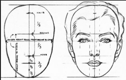 proko proportions