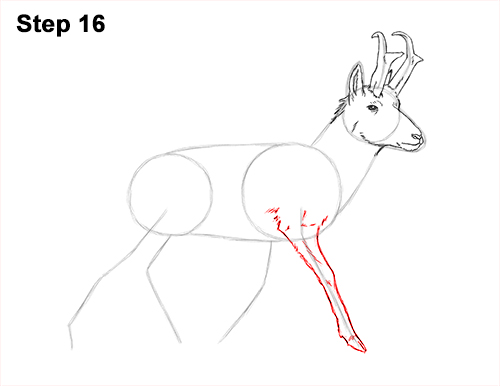 500x386 how to draw a pronghorn - Pronghorn Drawing