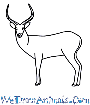 300x350 how to draw an antelope - Pronghorn Drawing