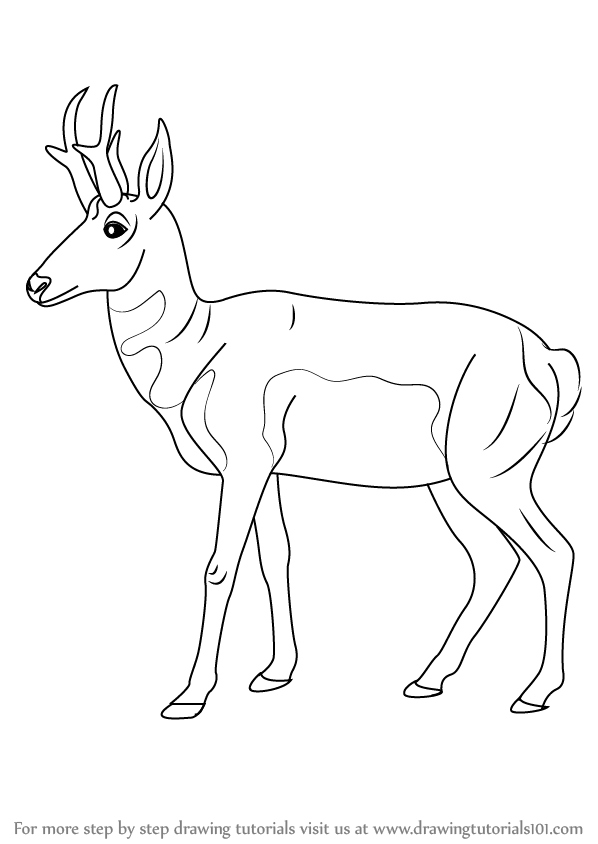598x844 learn how to draw a pronghorn - Pronghorn Drawing