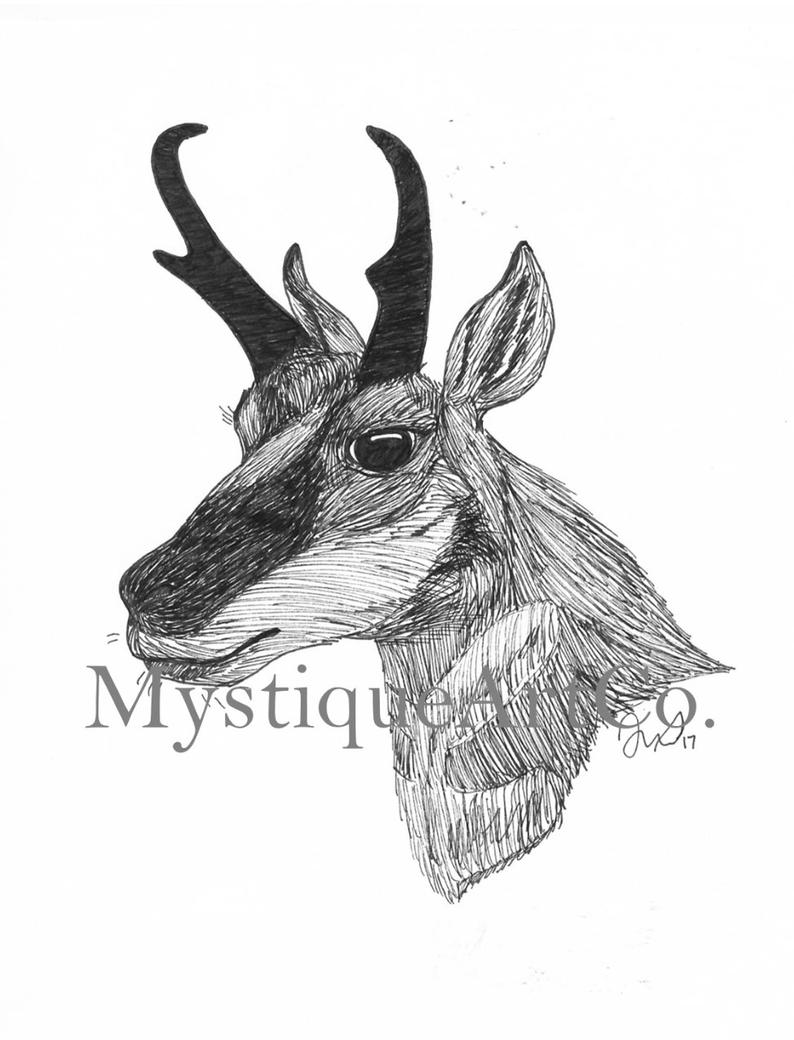 794x1040 pen and ink pronghorn antelope drawing done - Pronghorn Drawing