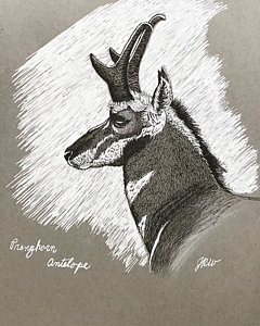 240x300 pronghorn antelope drawings fine art america - Pronghorn Drawing