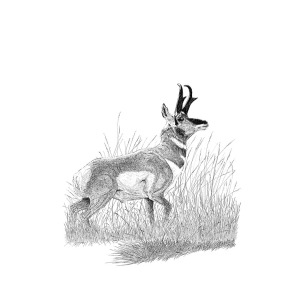 300x300 pronghorn drawing - Pronghorn Drawing