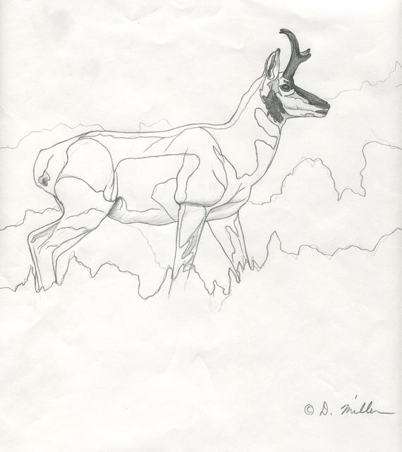 570x640 pronghorn pencil study original wildlife drawing - Pronghorn Drawing