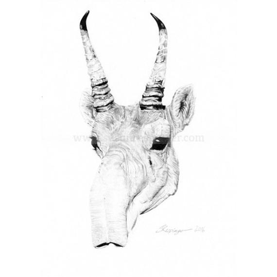 570x570 saiga antelope head original drawing etsy - Pronghorn Drawing