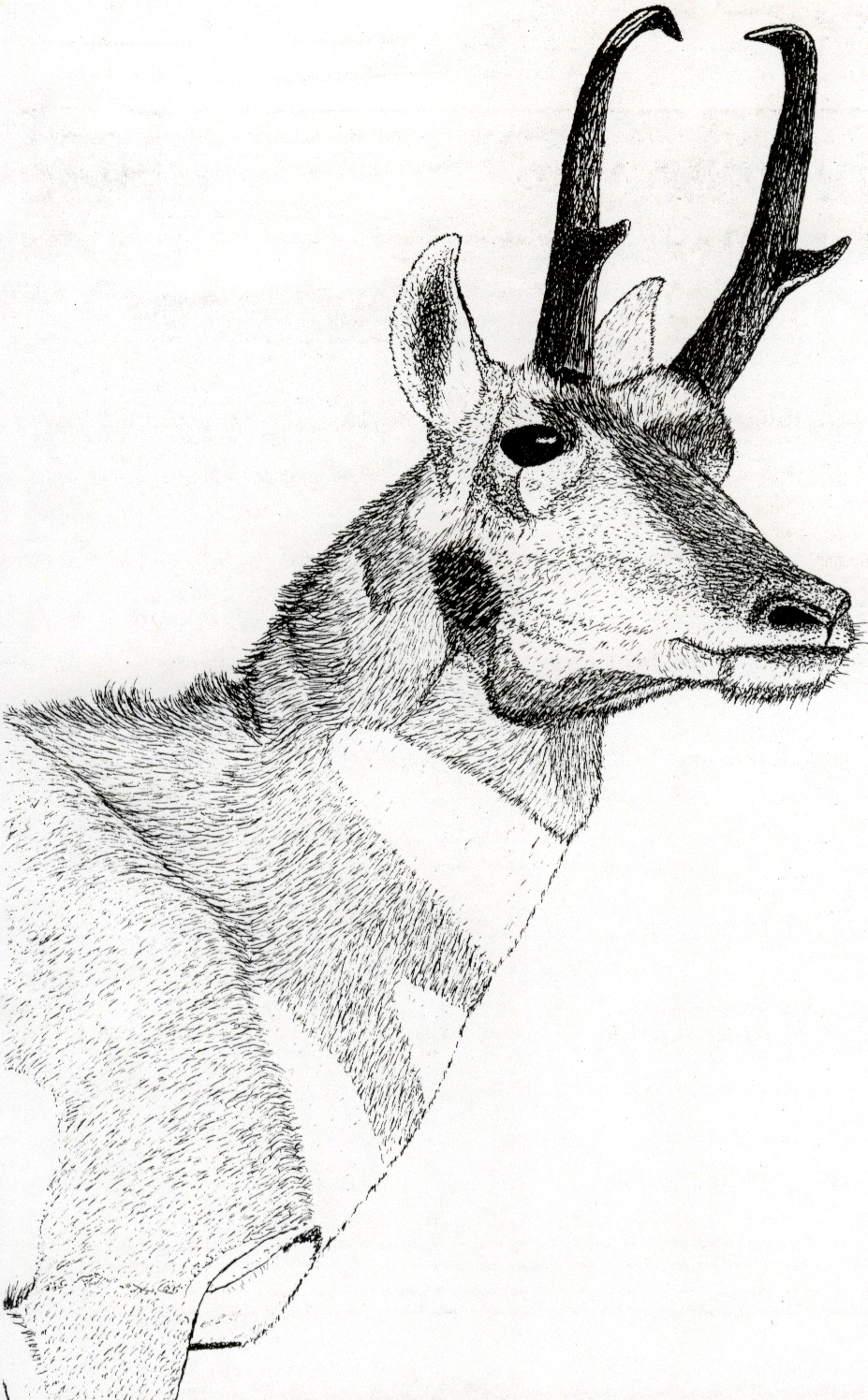927x1496 pronghorn antelope pen ink drawings in ink pen drawings - Pronghorn Drawing