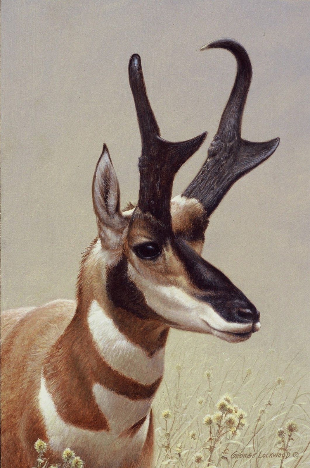 1061x1600 pronghorn drawing - Pronghorn Drawing
