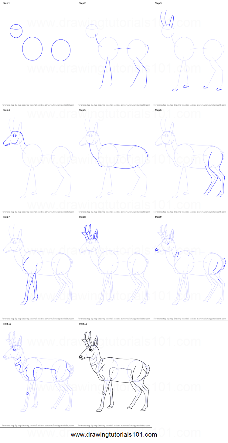 751x1459 how to draw a pronghorn printable step - Pronghorn Drawing