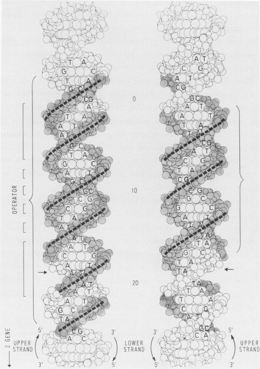 850x1204 drawing of the protection pattern of repressor - Protection Drawing
