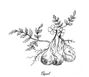 300x259 Protein Drawings Fine Art America - Protein Drawing