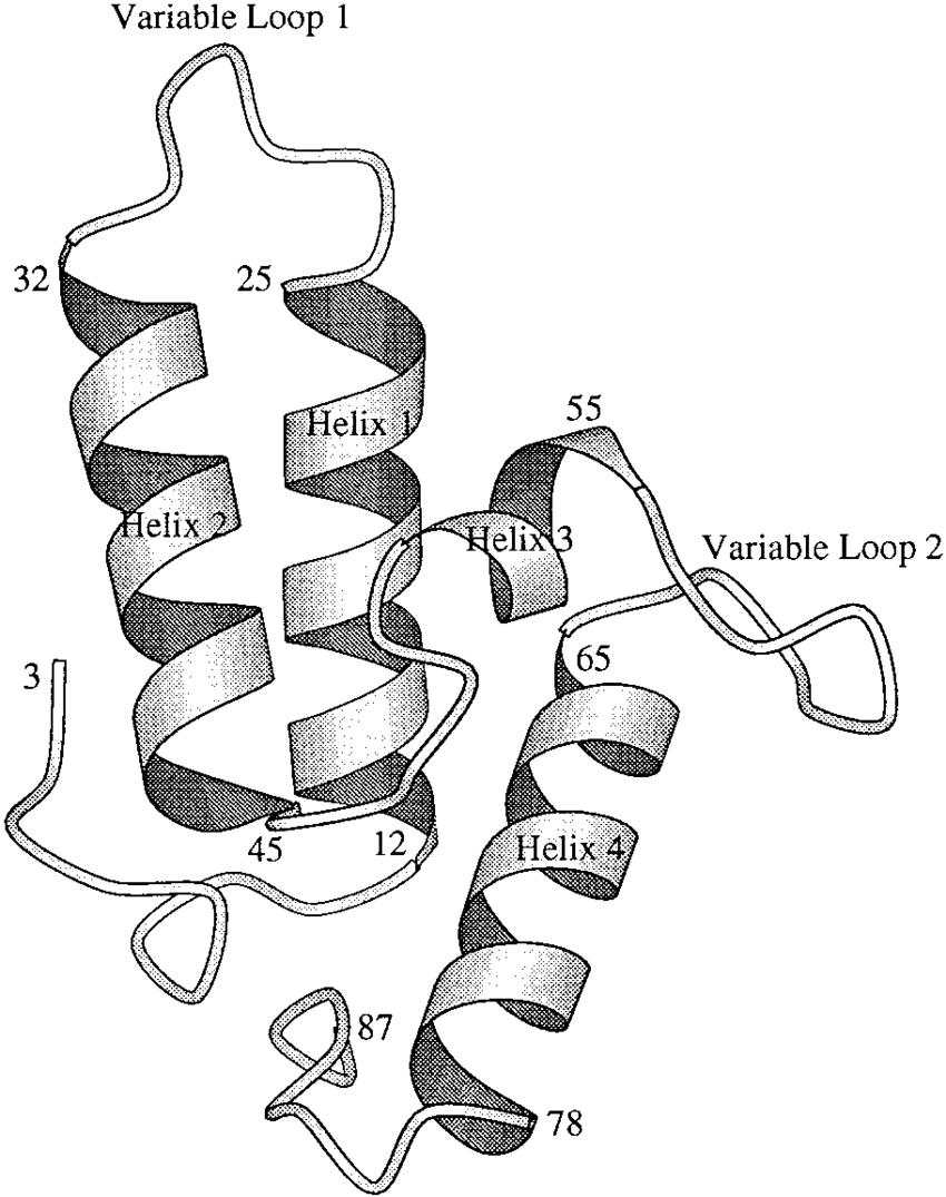 Protein Drawing at Explore collection of Protein