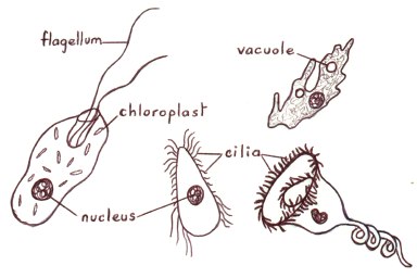 Protist Drawing at PaintingValley.com | Explore collection of Protist ...