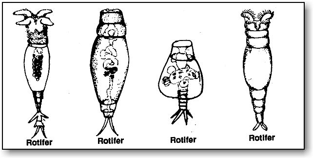 644x326 rotifers microbus microscope educational website - Protist Drawing