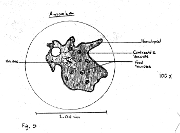 351x260 sample descriptive lab report - Protist Drawing