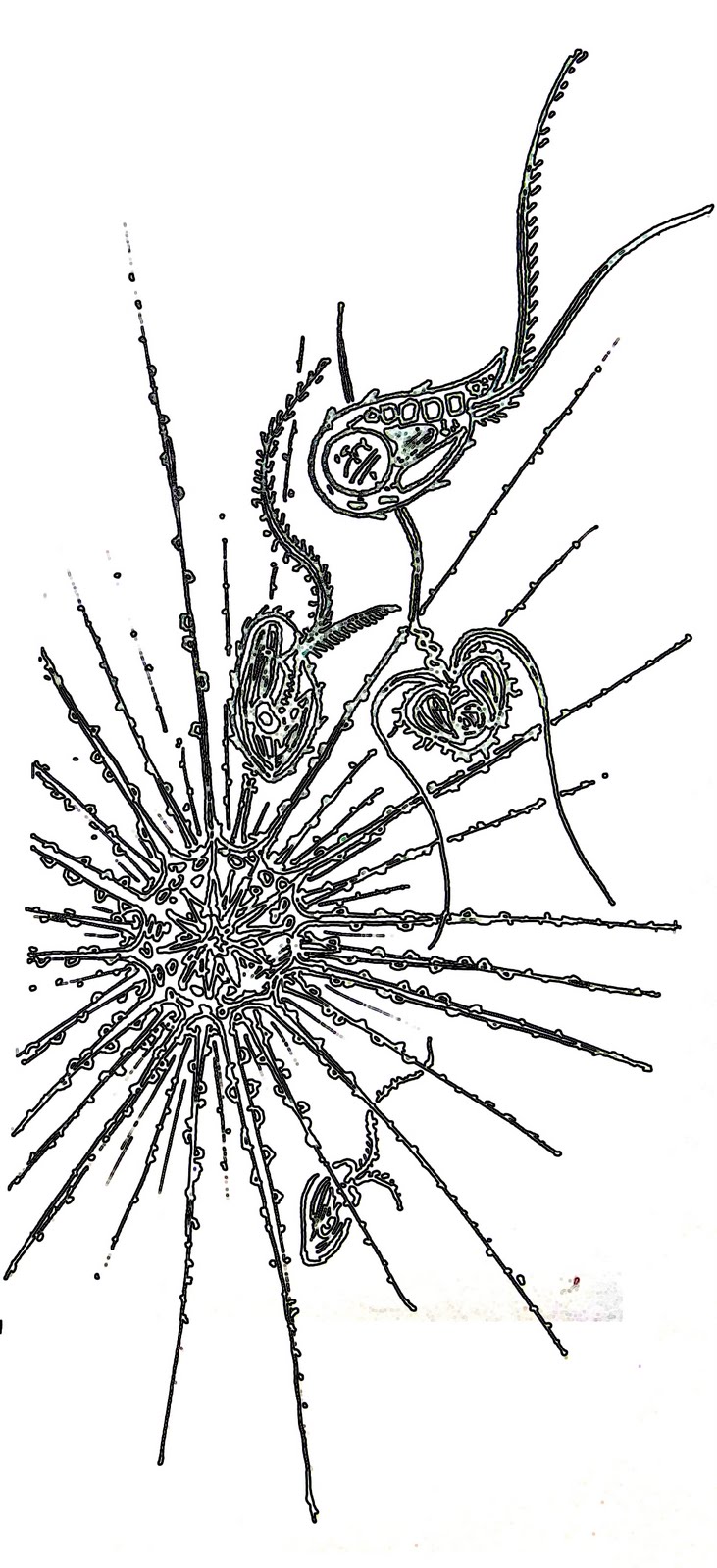 731x1600 Skeptic Wonder Protist Doodles - Protist Drawing