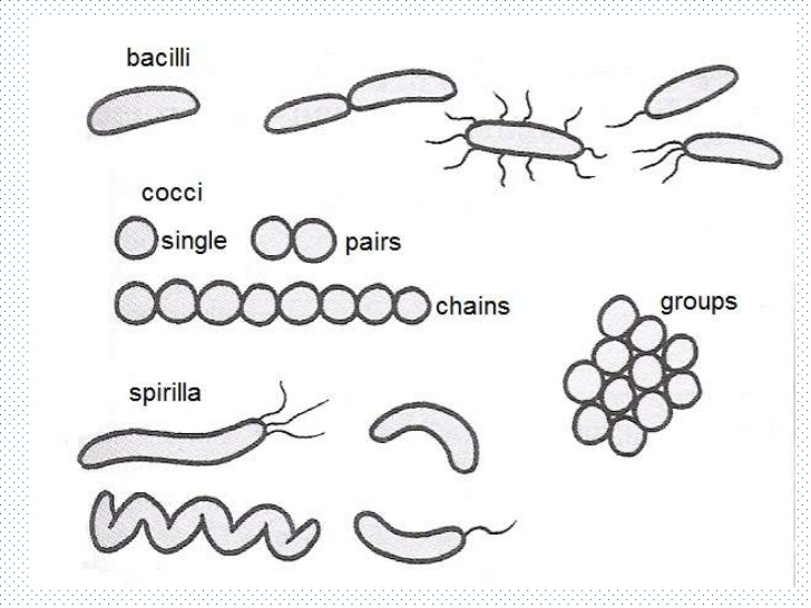 Protist Drawing At Explore Collection Of Protist Drawing