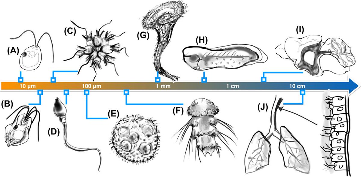 1200x590 Protist Hashtag On Twitter - Protist Drawing