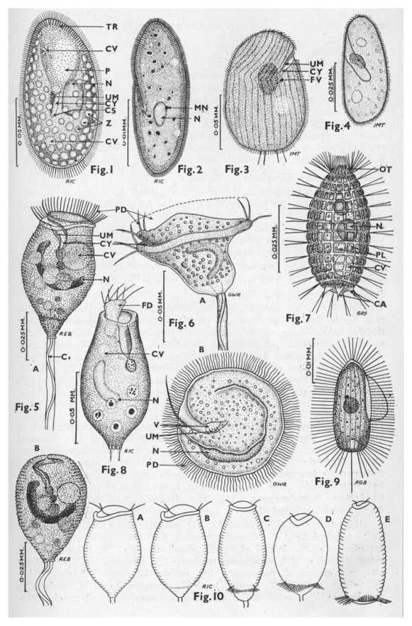 581x882 protists challenge a teaching science, science classroom - Protist Drawing