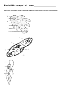 Protist Drawing at PaintingValley.com | Explore collection of Protist ...