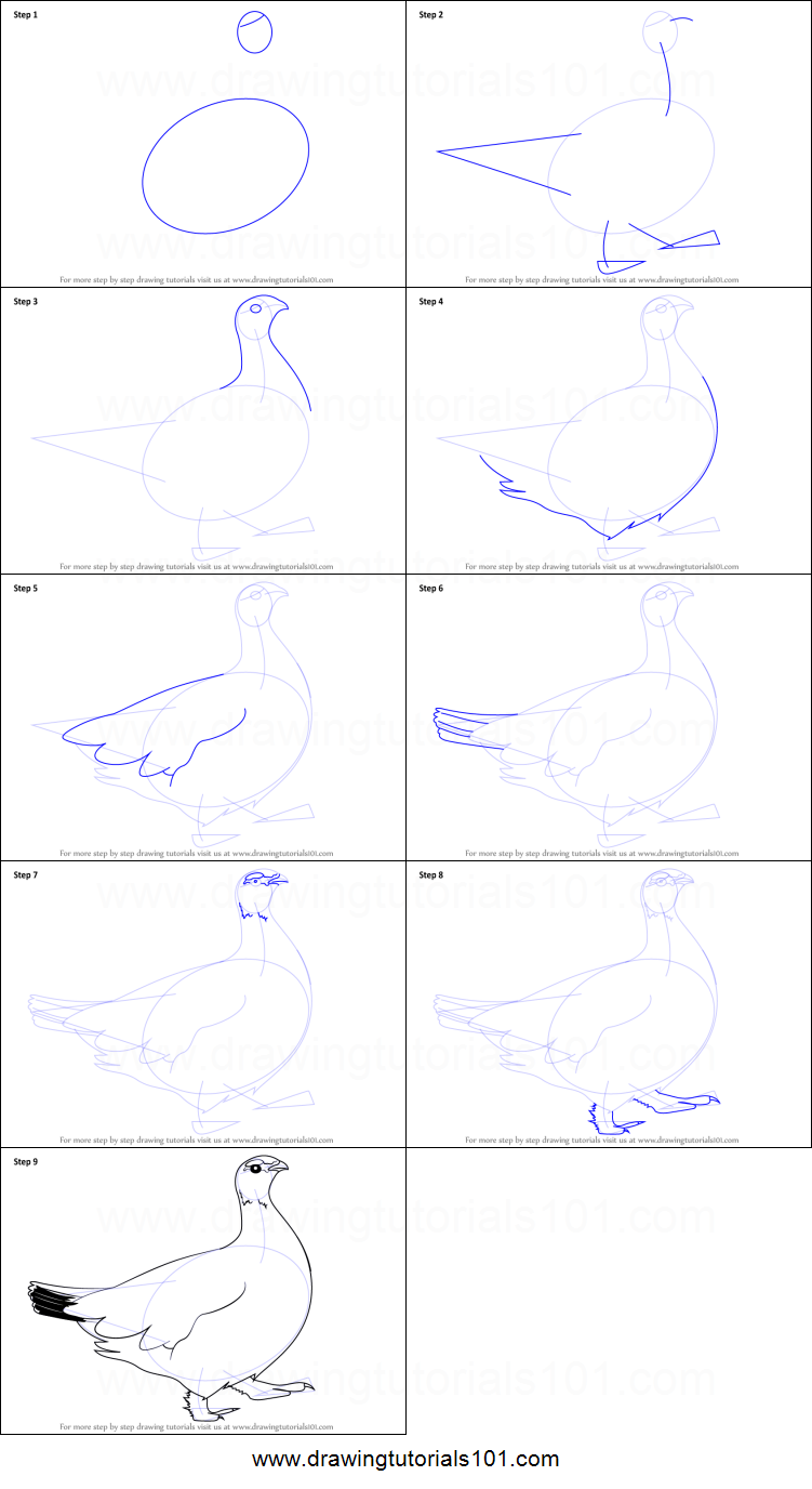751x1376 how to draw a ptarmigan printable step - Ptarmigan Drawing