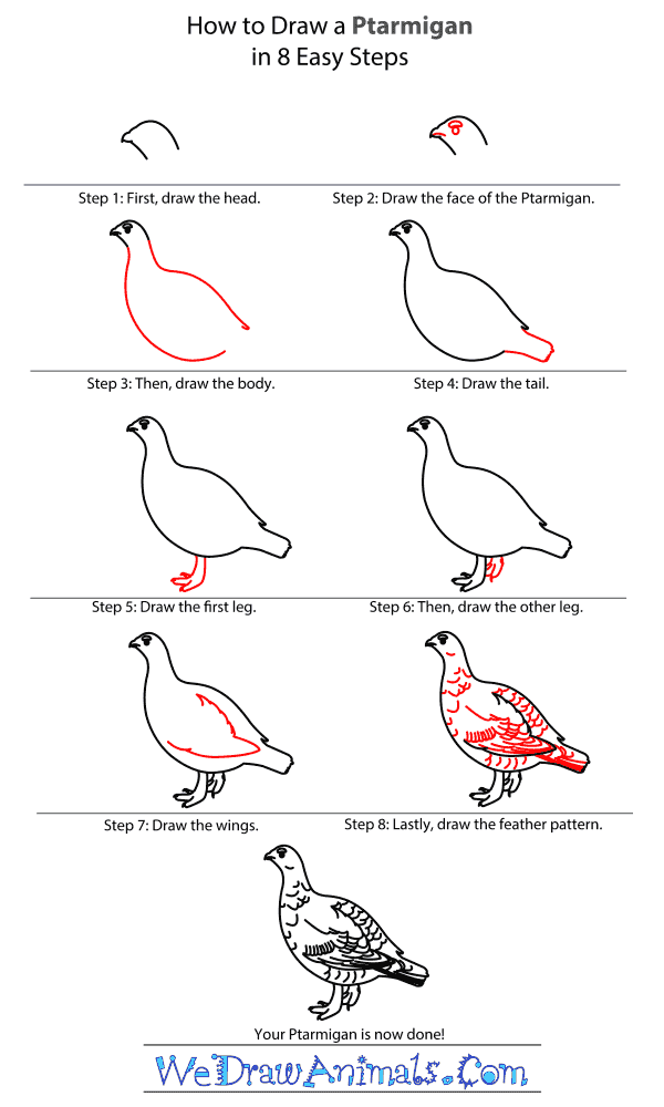 600x1000 how to draw a ptarmigan - Ptarmigan Drawing