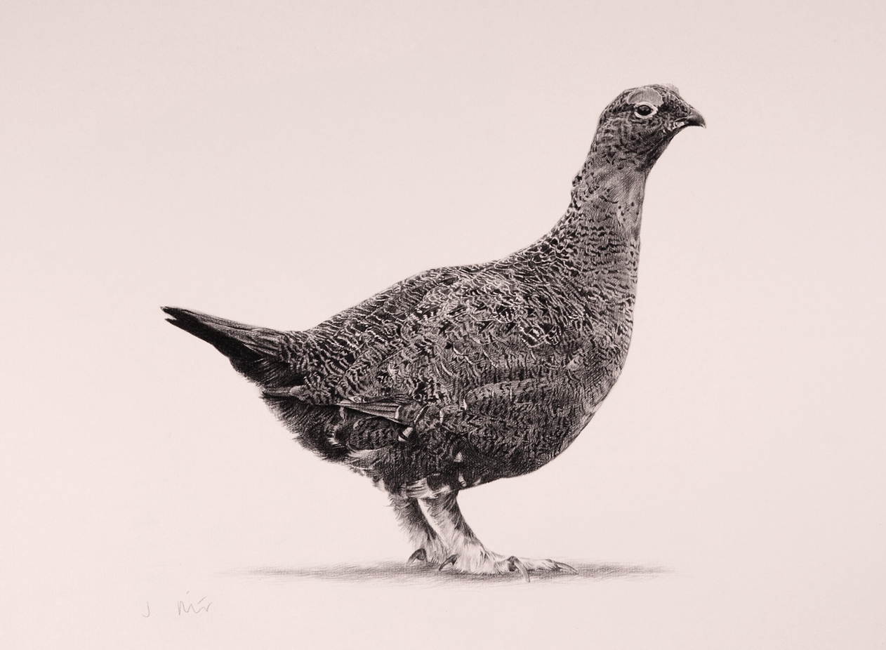 1262x926 jonathan pointer - Ptarmigan Drawing