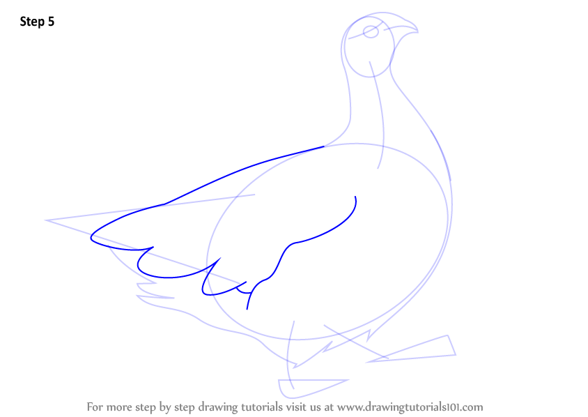 844x598 learn how to draw a ptarmigan - Ptarmigan Drawing
