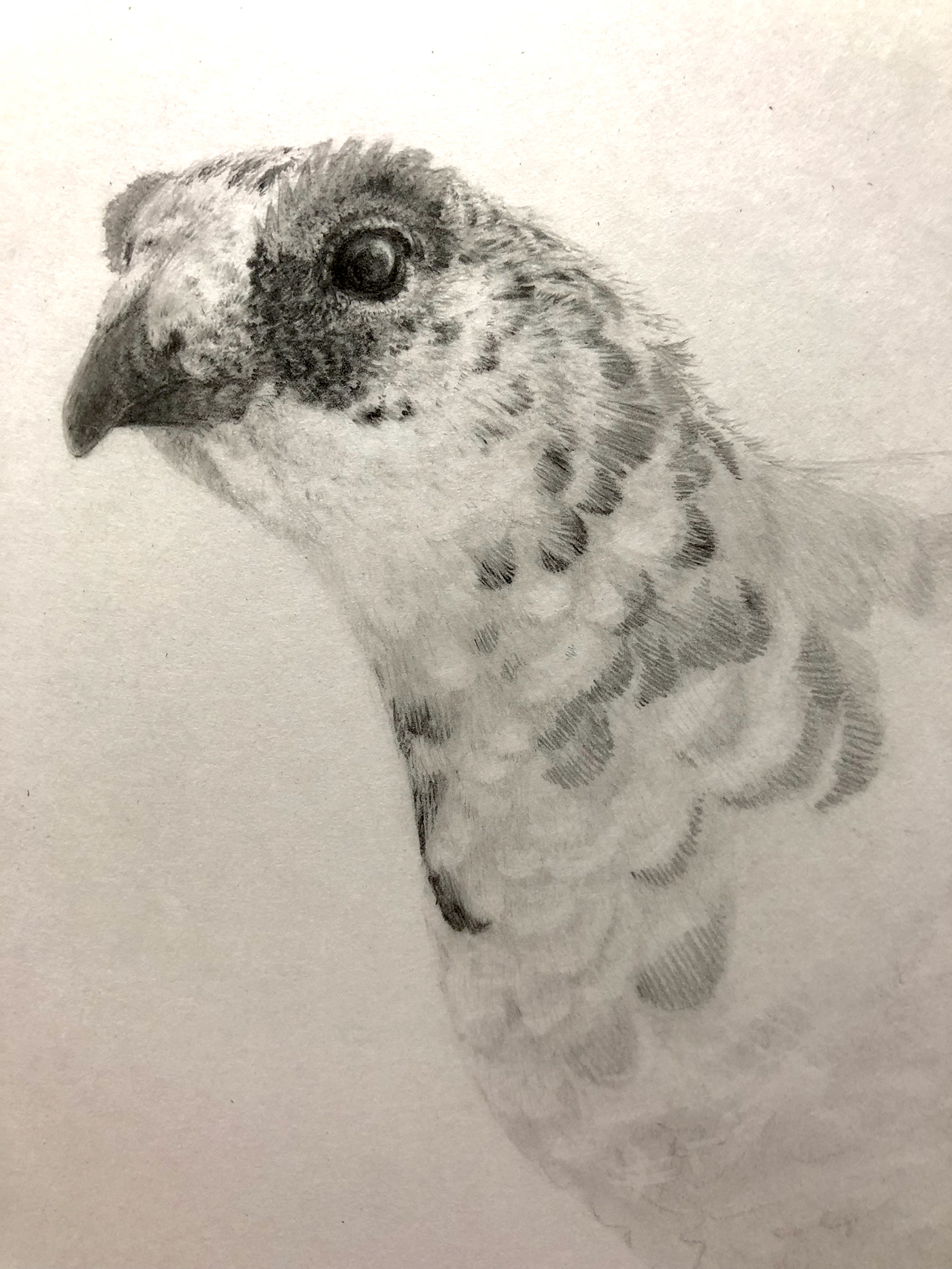 1400x1867 pencil drawing - Ptarmigan Drawing