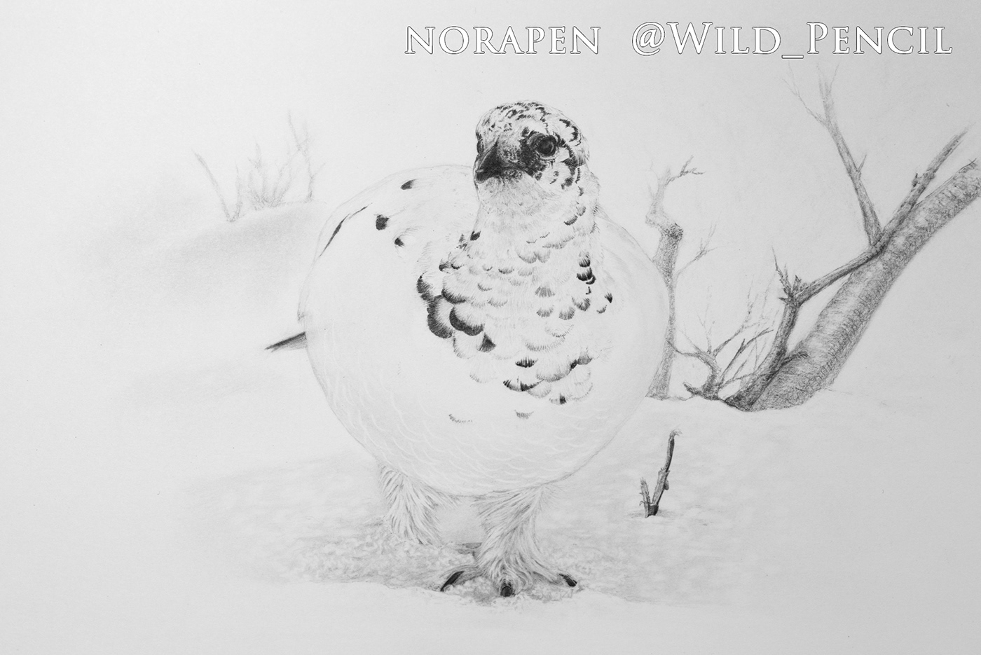 1400x935 pencil drawing - Ptarmigan Drawing