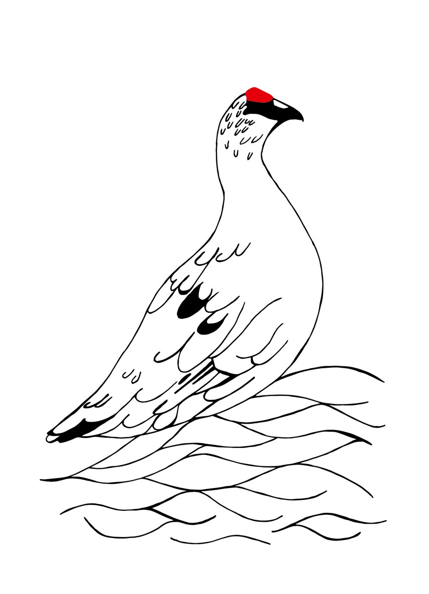 867x1200 plakat poster - Ptarmigan Drawing