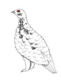 203x275 ptarmigan - Ptarmigan Drawing