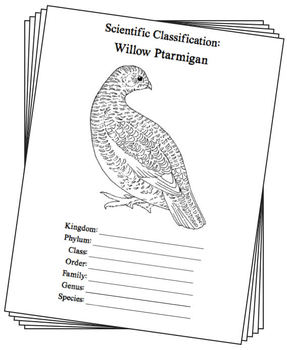 287x350 alaska state bird notebooking set - Ptarmigan Drawing