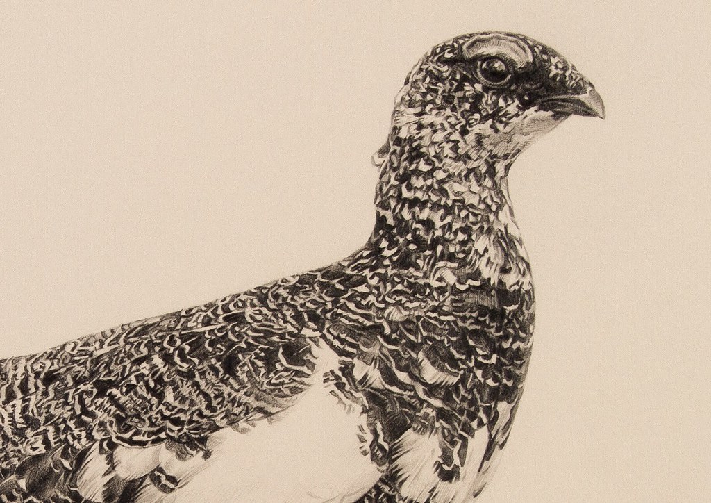 1024x724 ptarmigan jonathan pointer drawing of a ptarmigan grouse - Ptarmigan Drawing