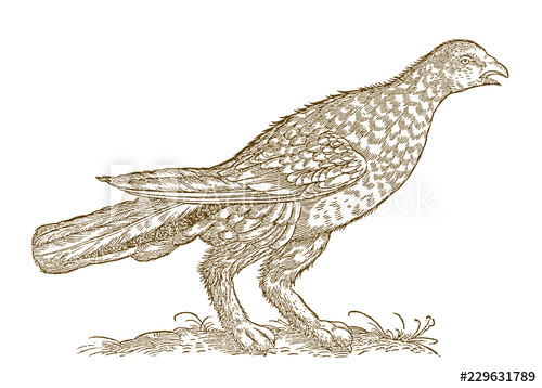 500x358 rock ptarmigan - Ptarmigan Drawing