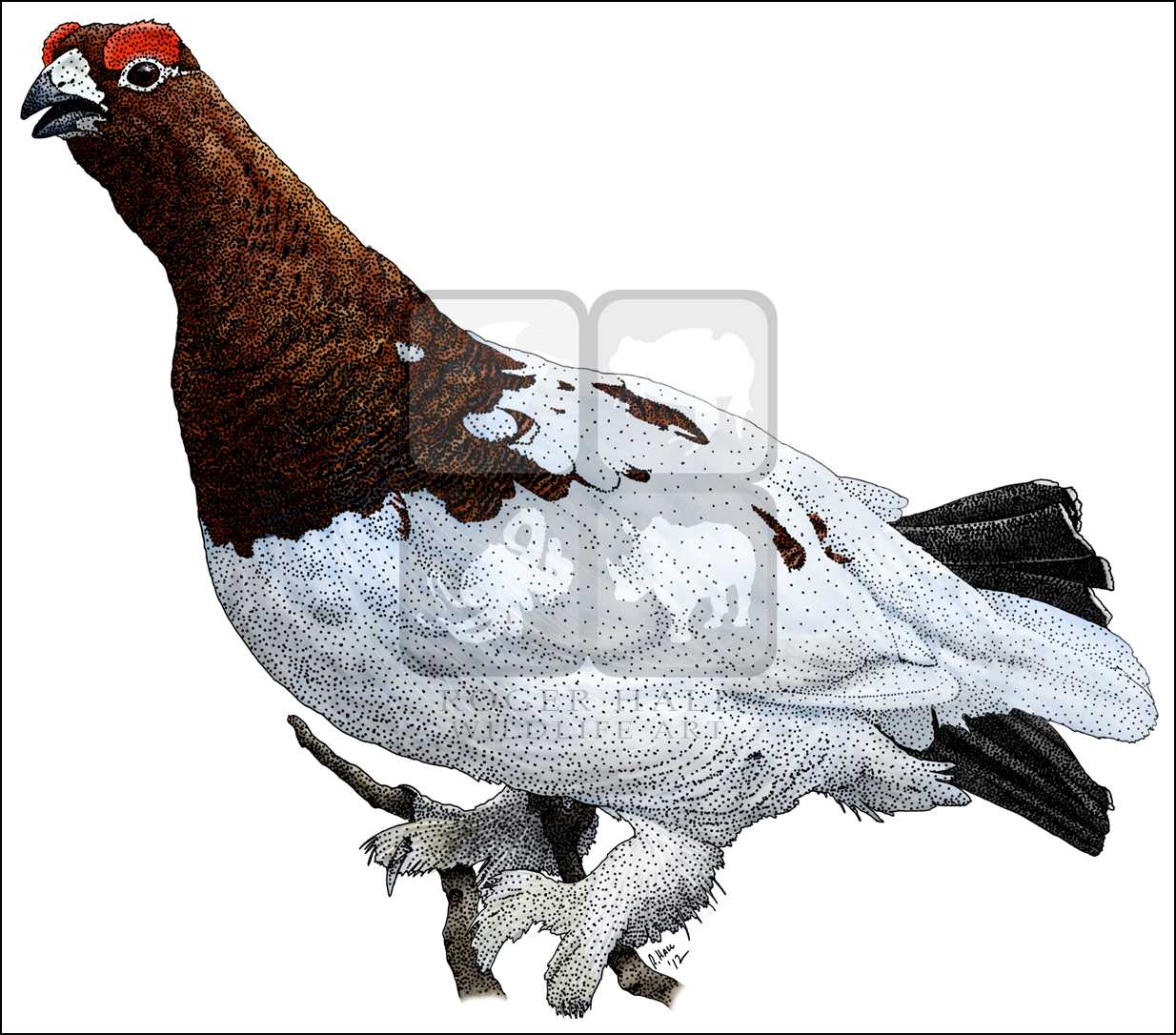 1234x1086 willow ptarmigan - Ptarmigan Drawing